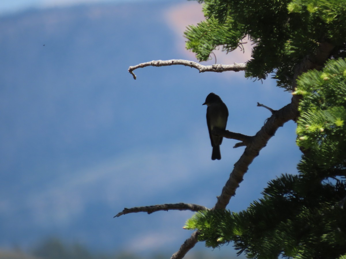 Western Wood-Pewee - ML619989032