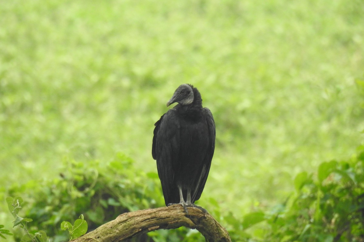 Black Vulture - ML619989037