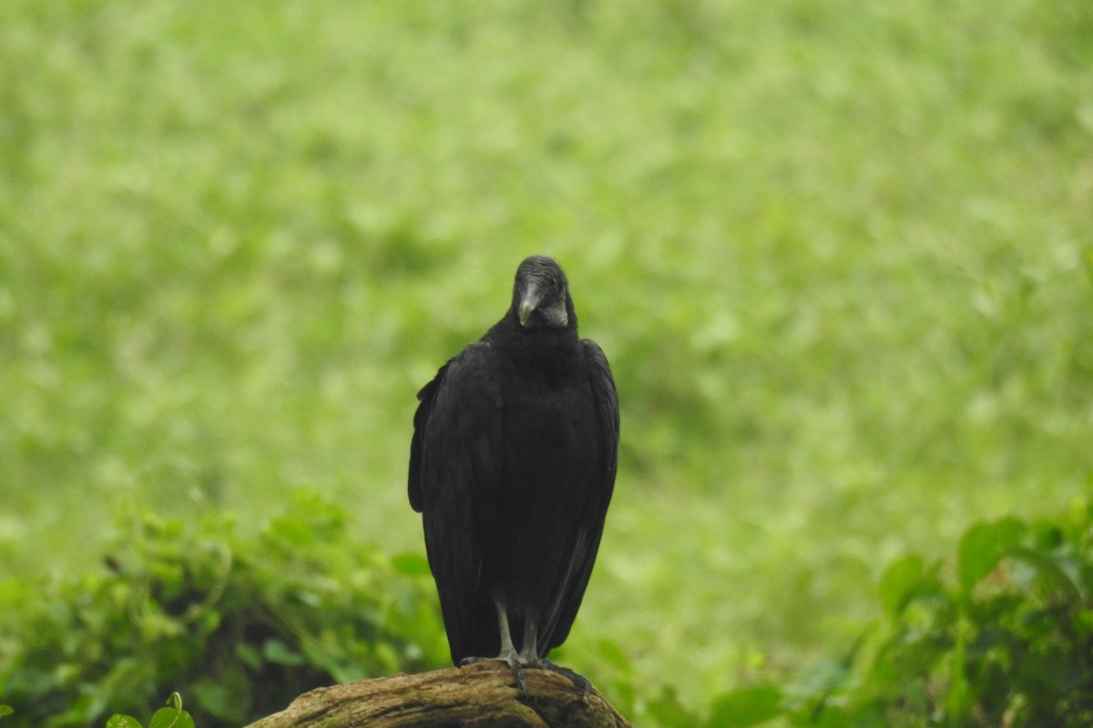Black Vulture - ML619989038