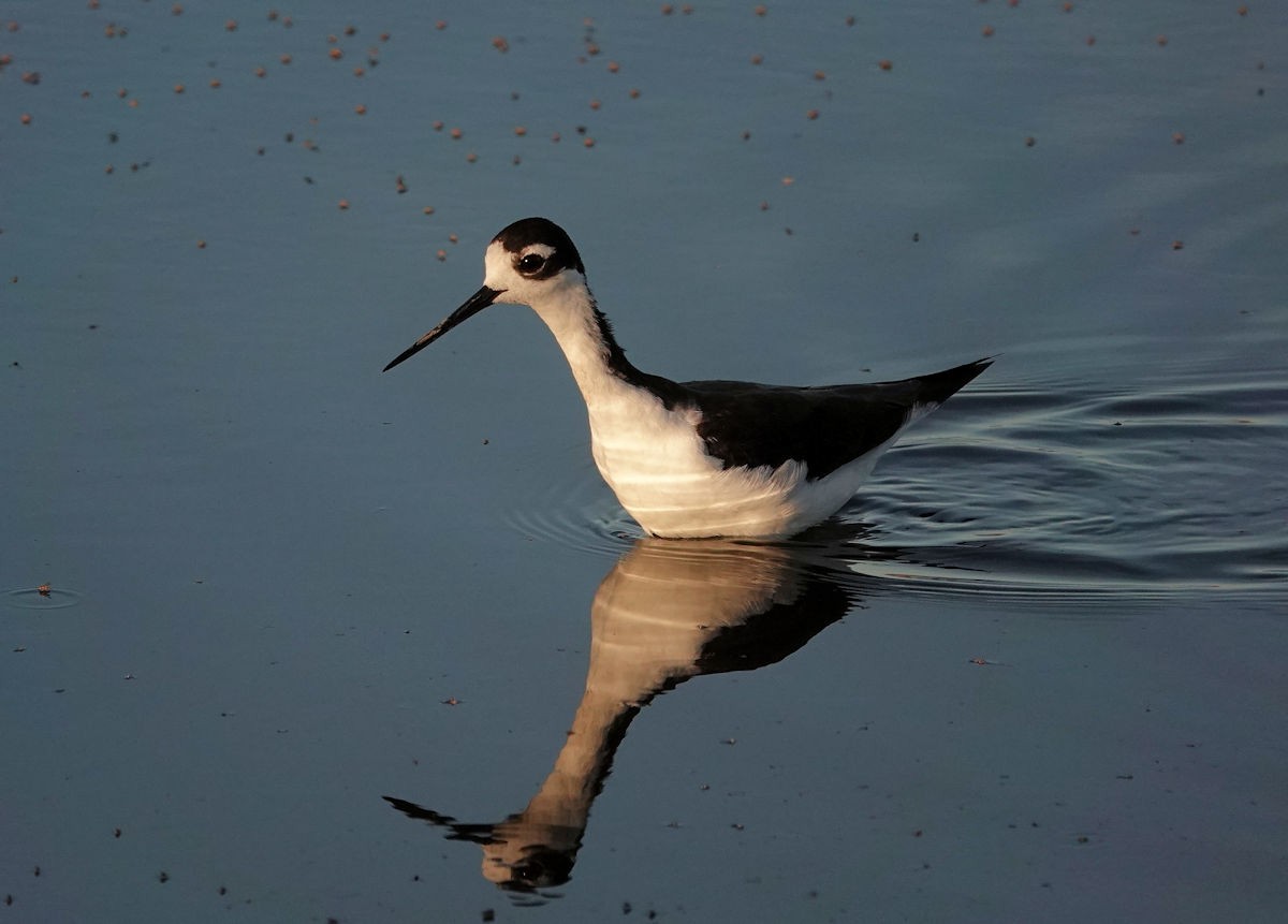 Black-necked Stilt - ML619989040