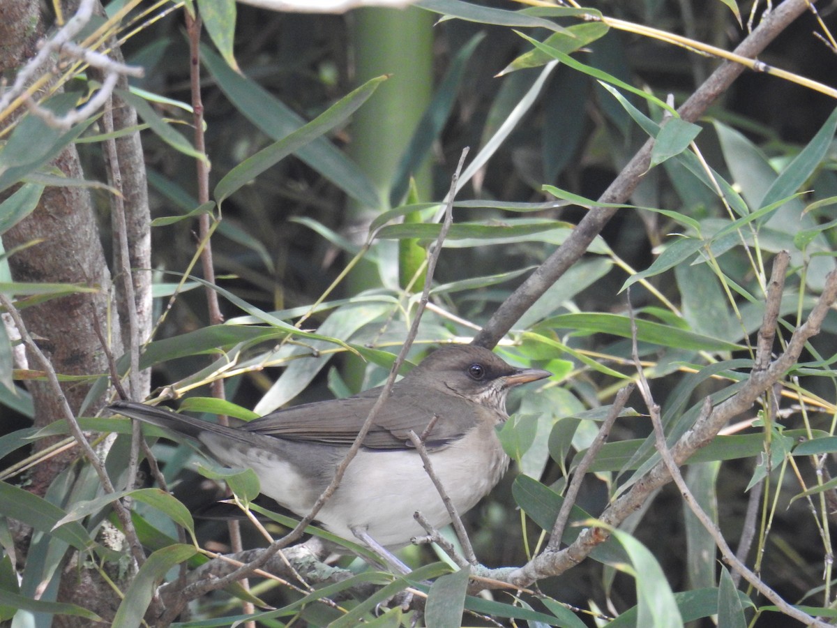 Creamy-bellied Thrush - ML619989043