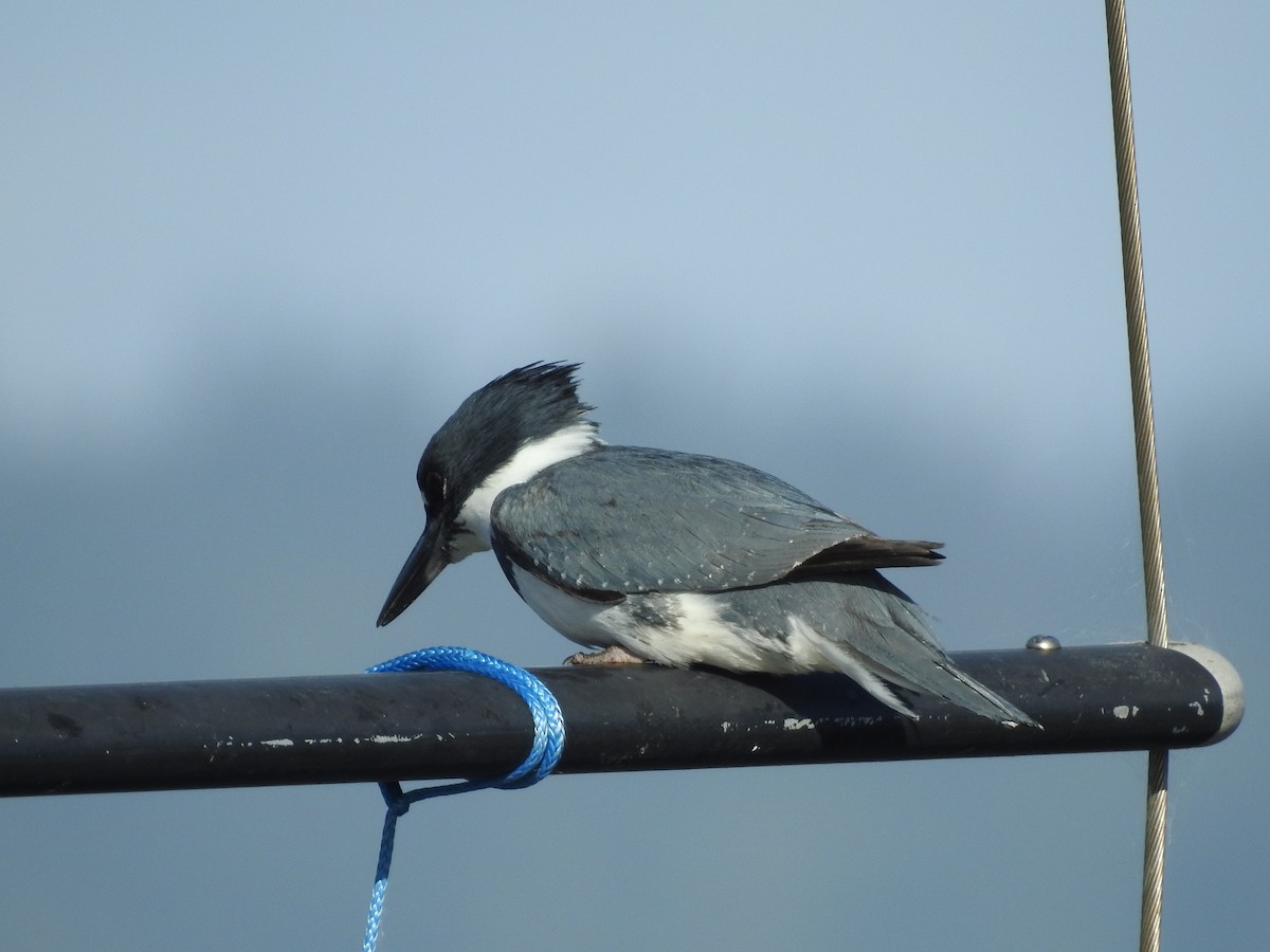 Belted Kingfisher - ML619989046