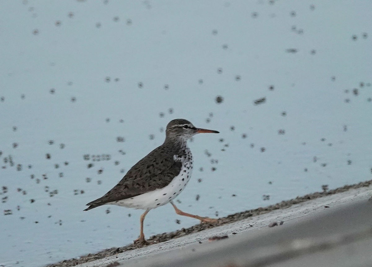 Spotted Sandpiper - ML619989050