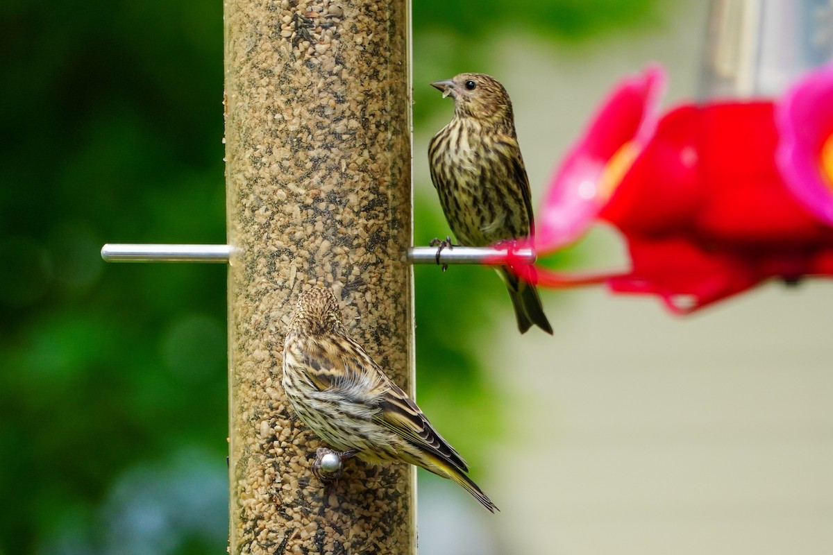 Pine Siskin - ML619989065