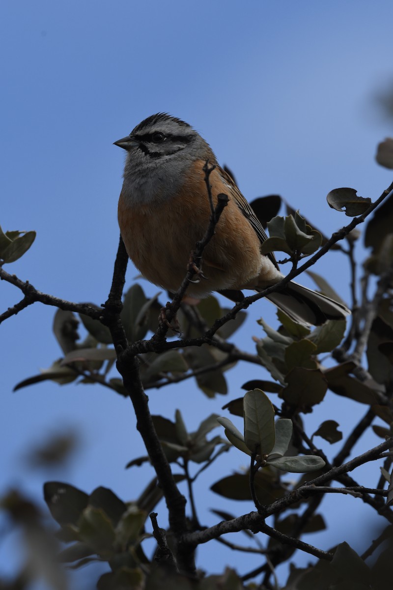 Rock Bunting - ML619989073