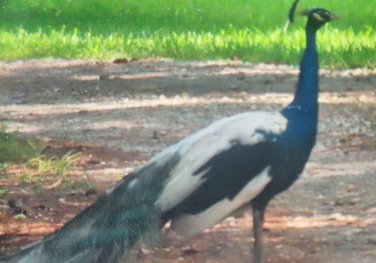 Indian Peafowl - ML619989077