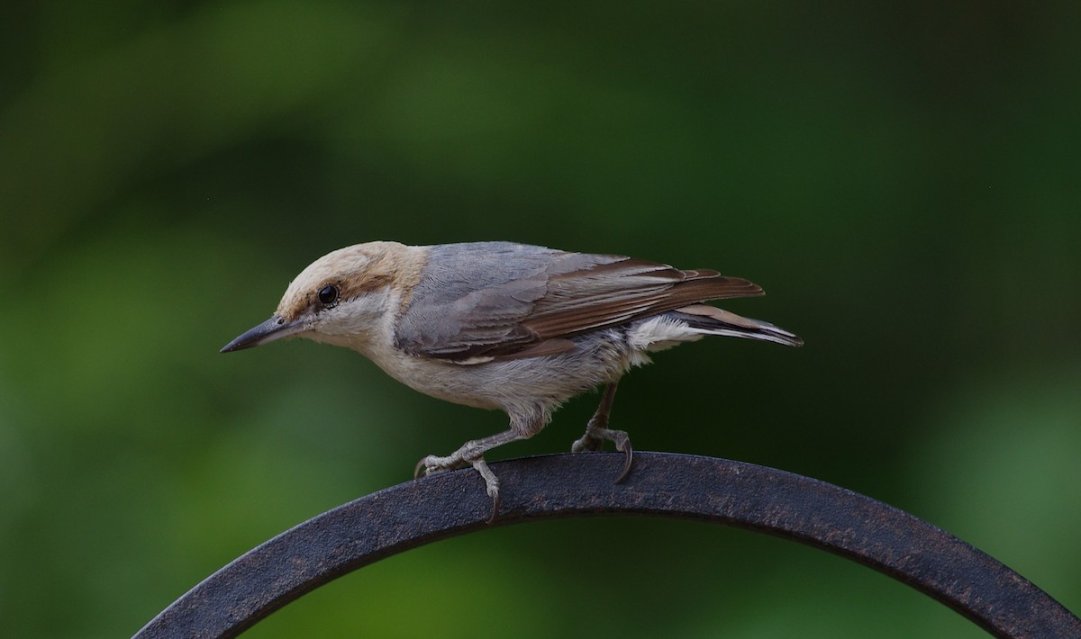 Brown-headed Nuthatch - ML619989084