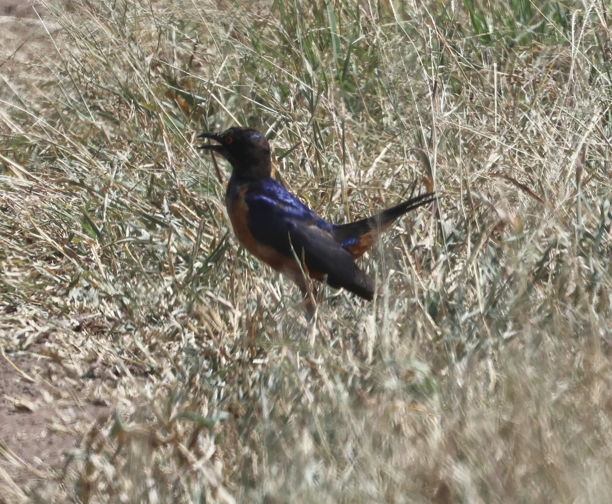 Hildebrandt's Starling - ML619989086