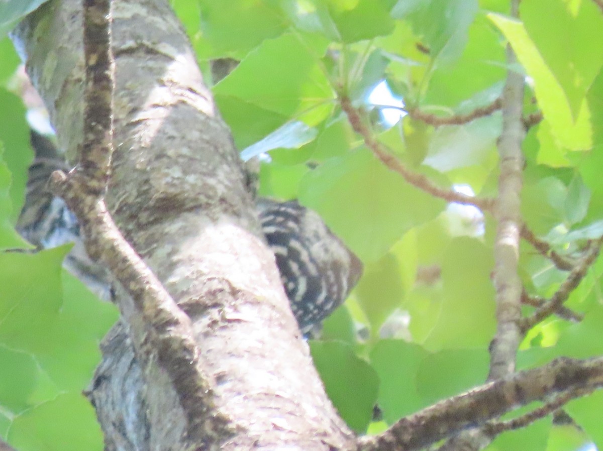 Lesser Spotted Woodpecker - ML619989090