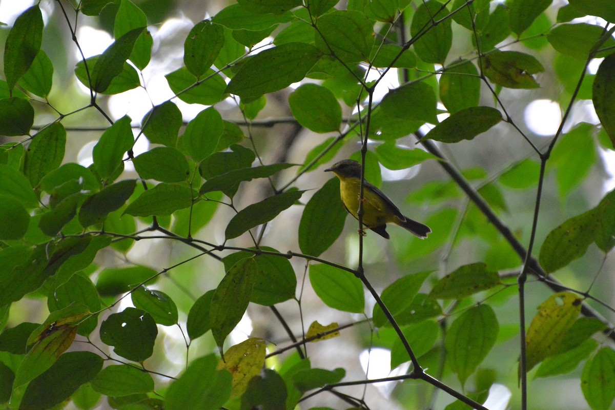 Sulphur-rumped Flycatcher - ML619989091