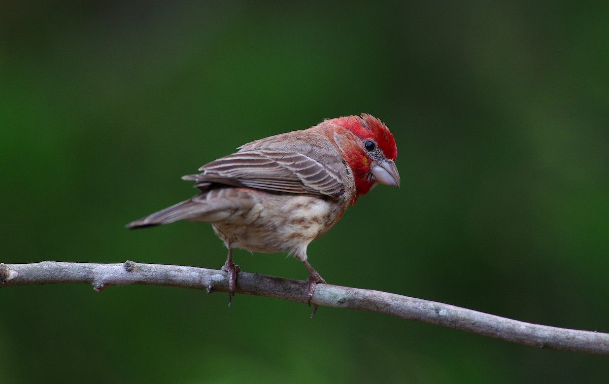 House Finch - ML619989098