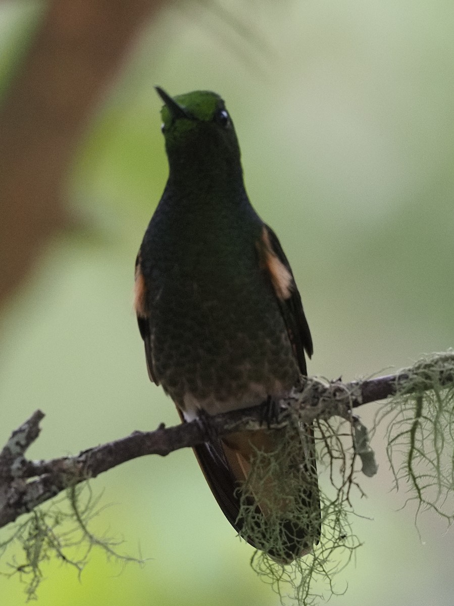 Buff-tailed Coronet - ML619989108