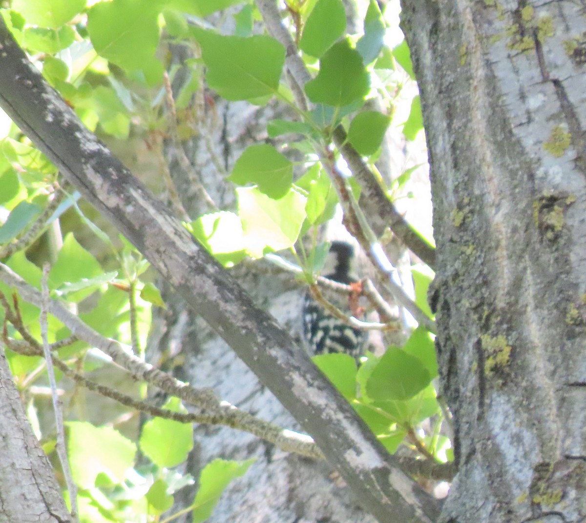 Lesser Spotted Woodpecker - ML619989112