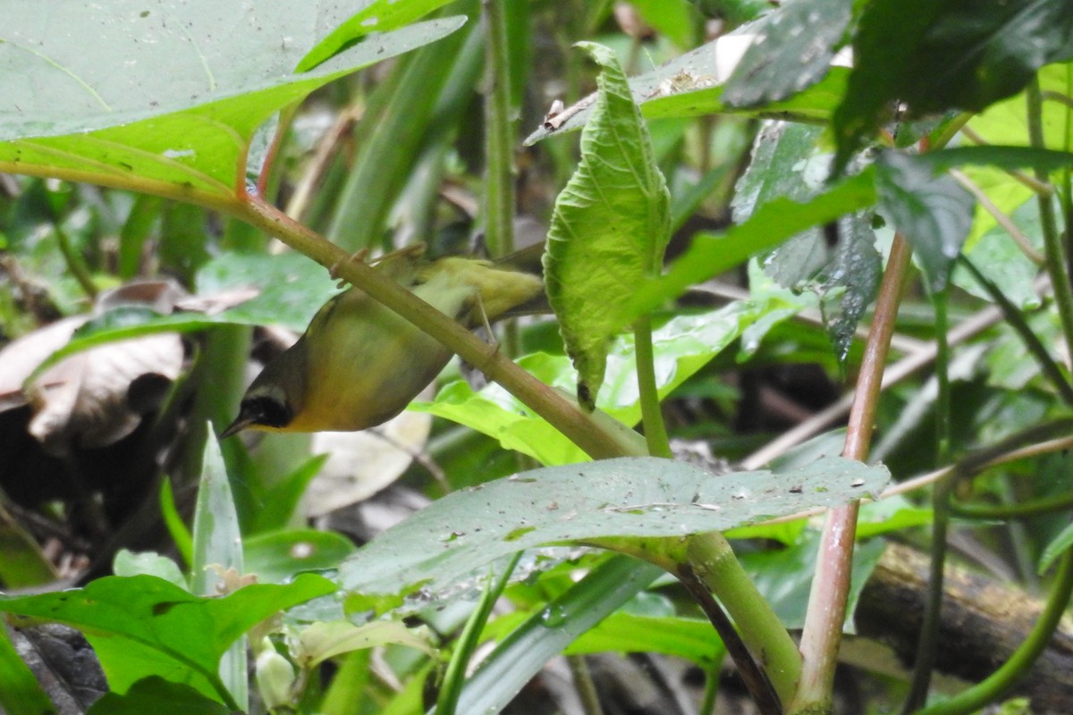 Common Yellowthroat - ML619989119