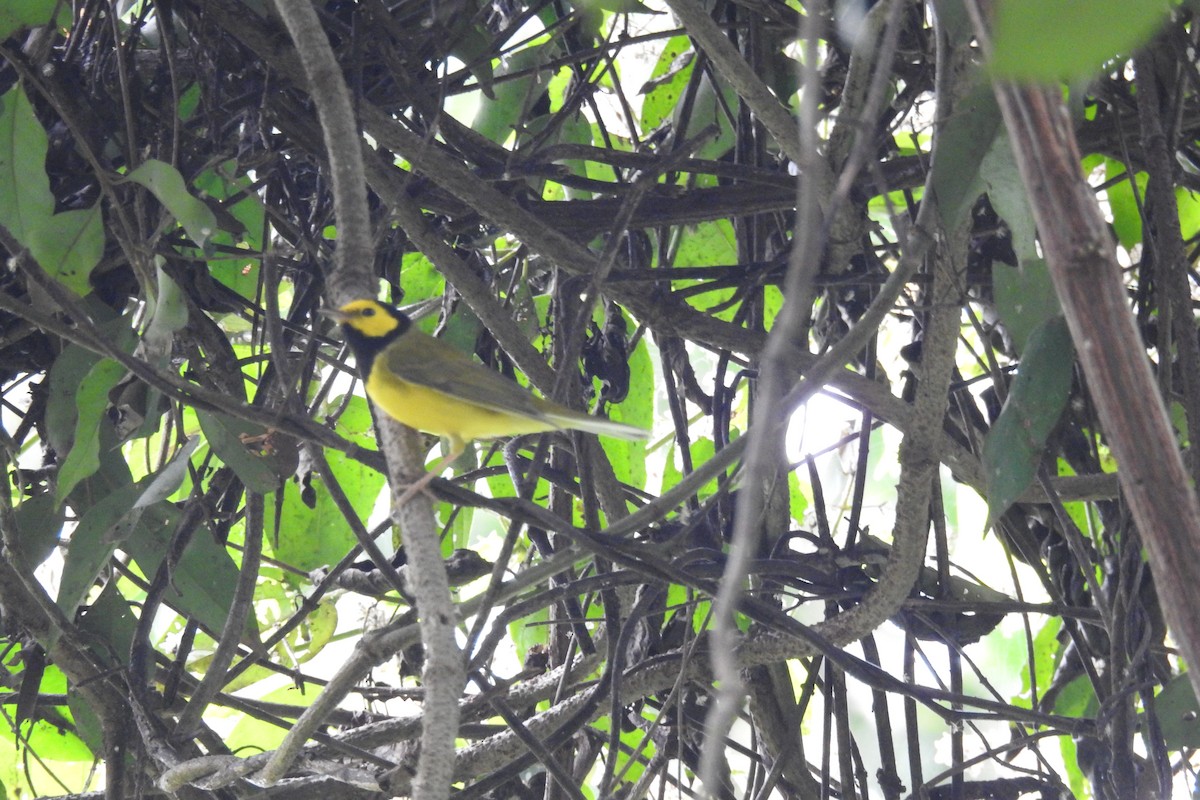 Hooded Warbler - ML619989129