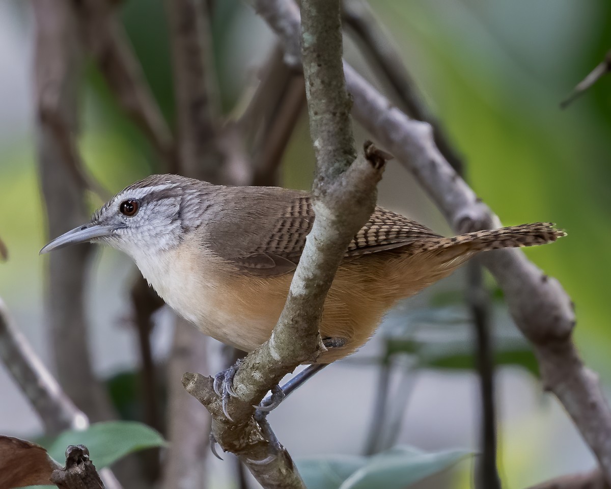 Buff-breasted Wren - ML619989133