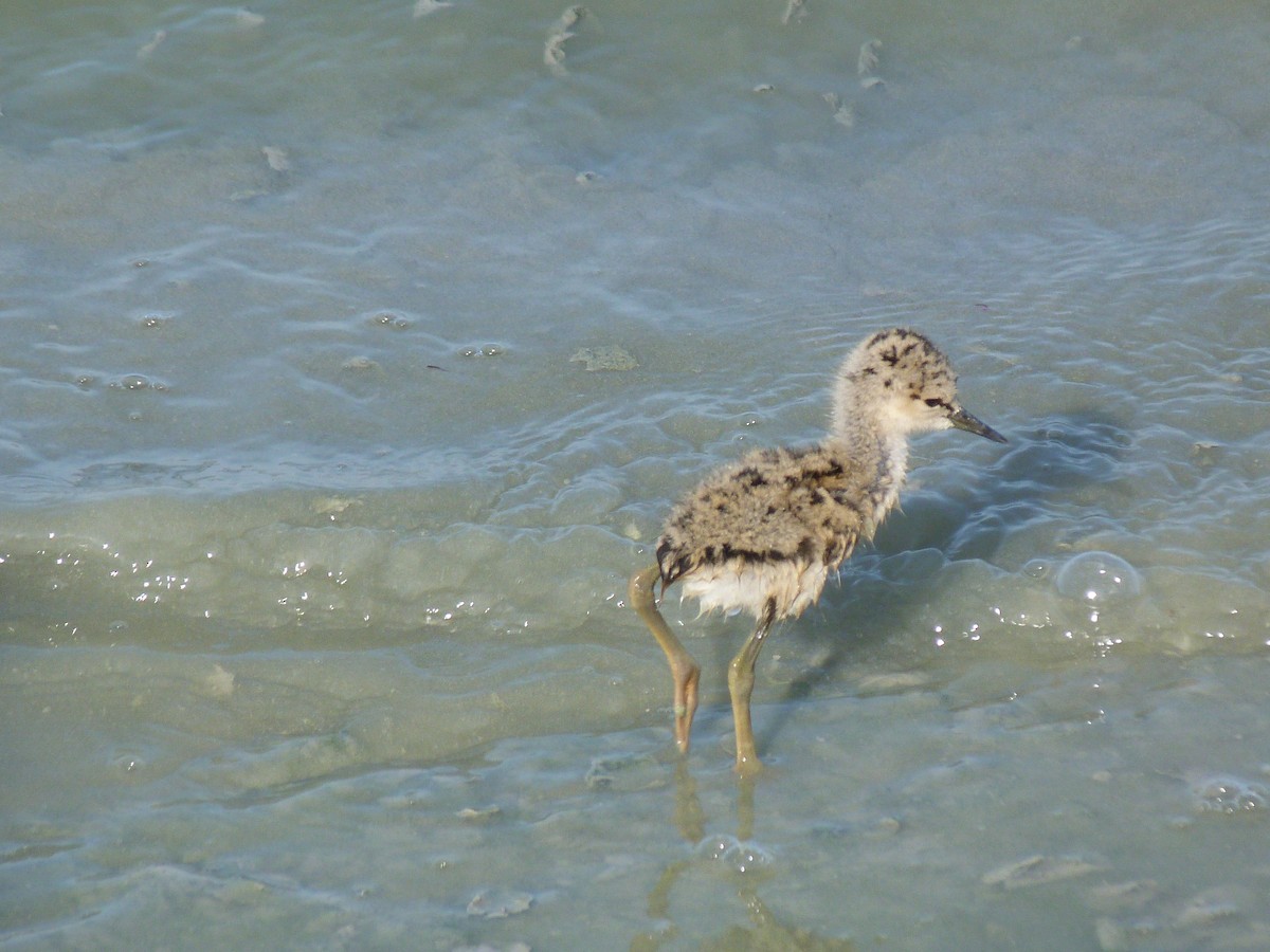 Black-winged Stilt - ML619989139