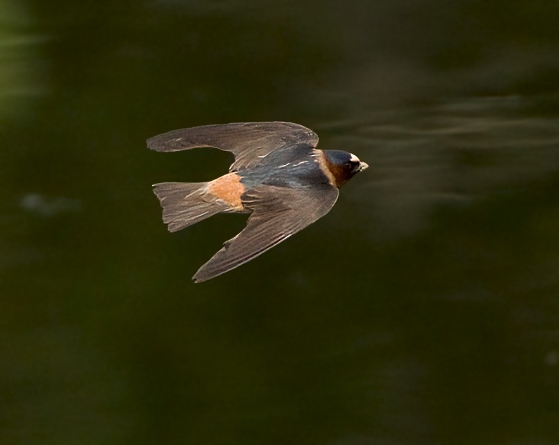 Cliff Swallow - ML619989141