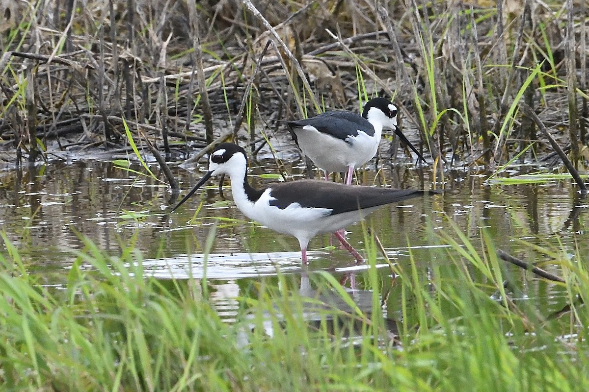 Black-necked Stilt - ML619989156