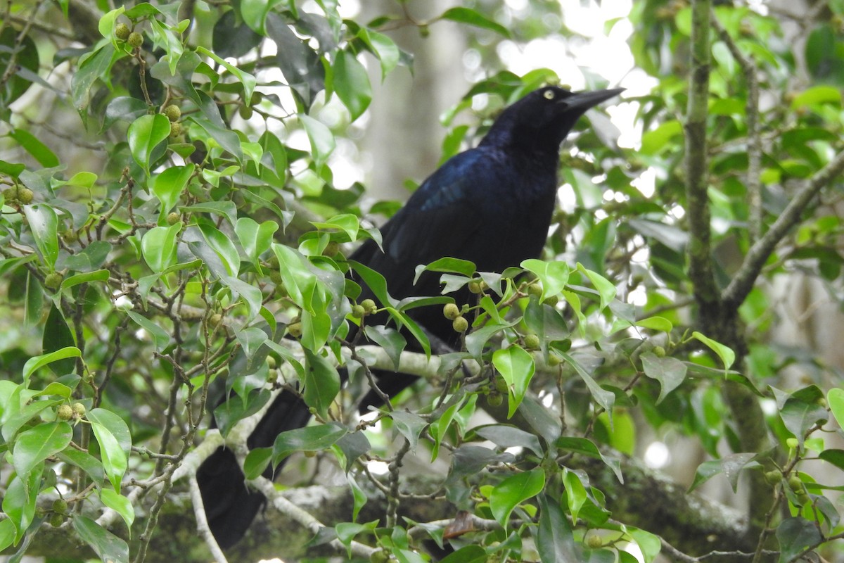 Great-tailed Grackle - ML619989167