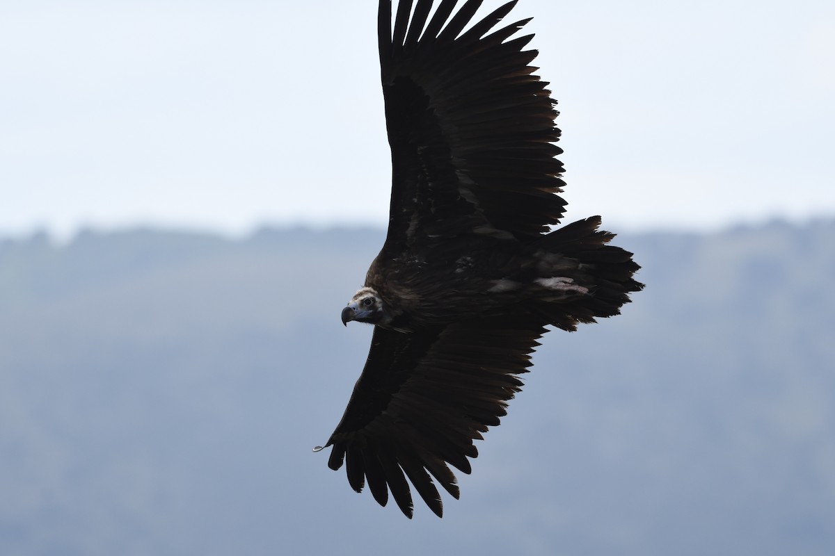 Cinereous Vulture - ML619989170