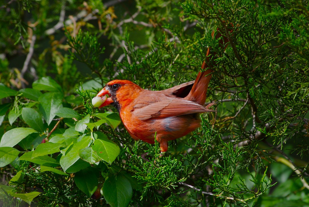 Northern Cardinal - ML619989174