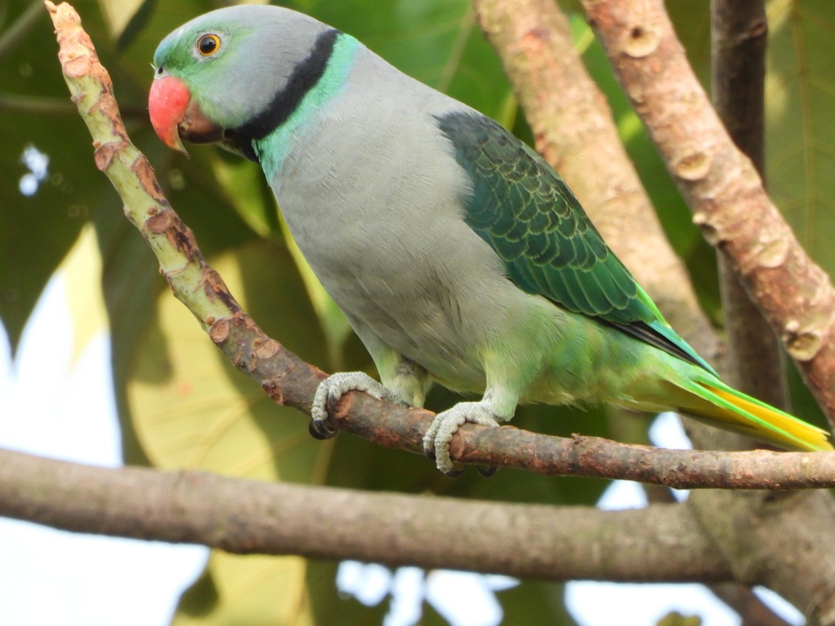 Malabar Yeşil Papağanı - ML619989179