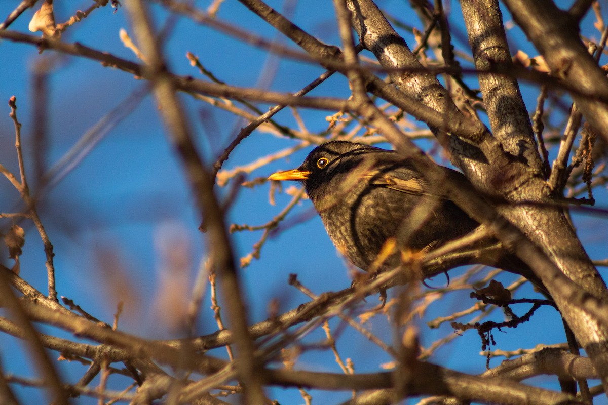 Eurasian Blackbird - ML619989183