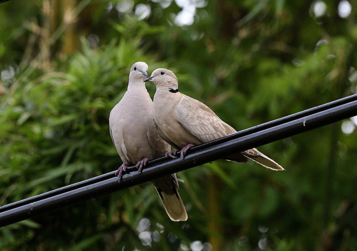 Eurasian Collared-Dove - ML619989184