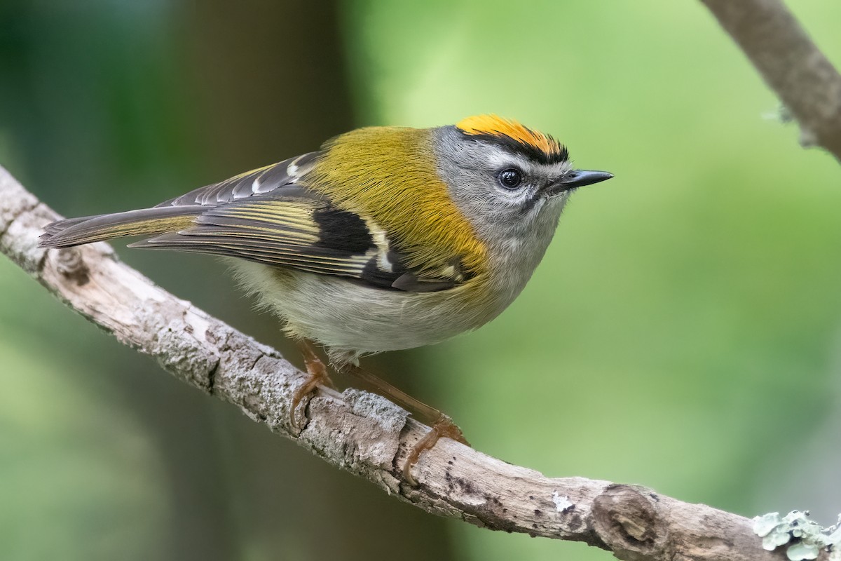 Madeira Firecrest - ML619989190