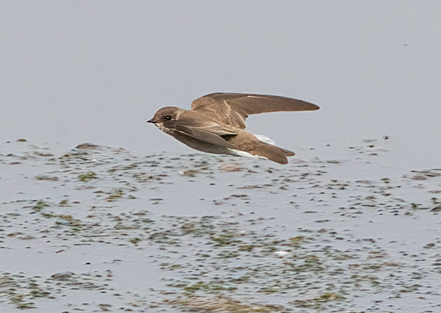 Northern Rough-winged Swallow - ML619989195