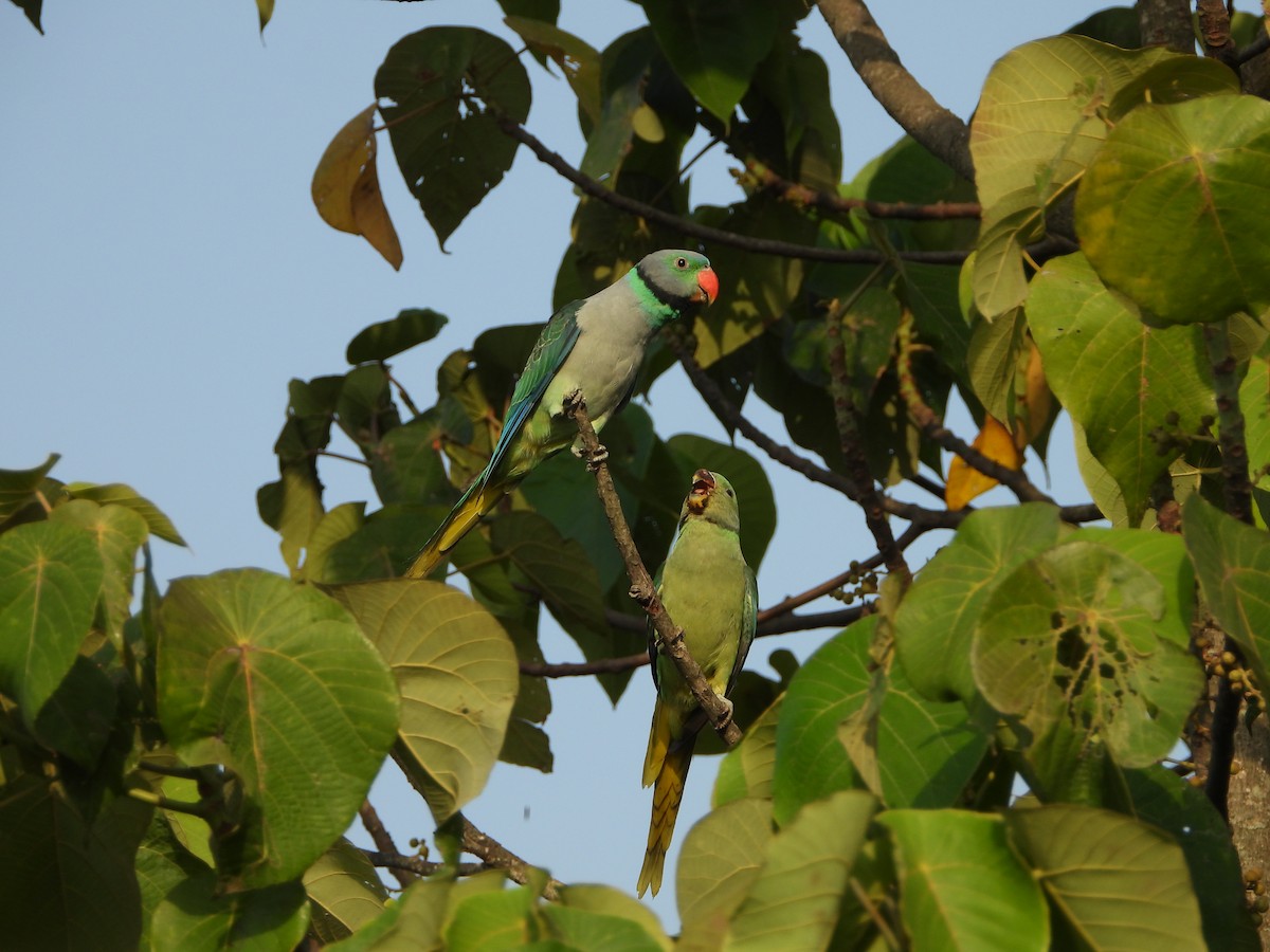 Malabar Yeşil Papağanı - ML619989196