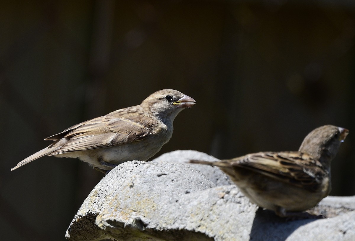 House Sparrow - ML619989197