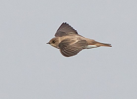 Northern Rough-winged Swallow - ML619989198