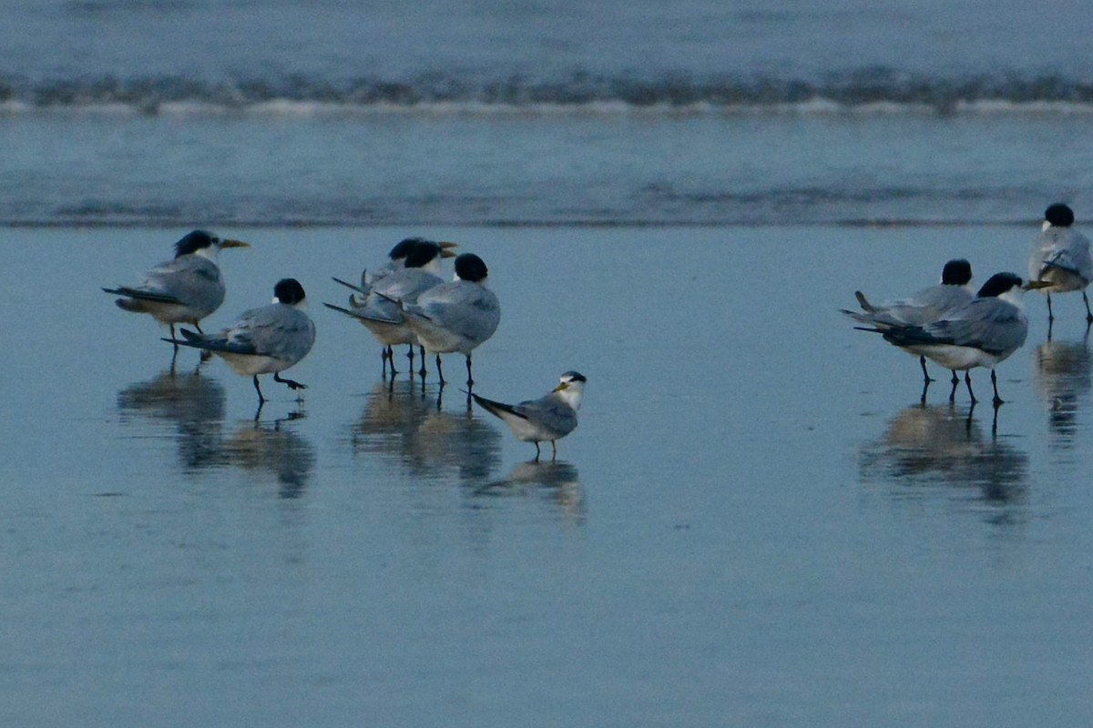 Yellow-billed Tern - ML619989201