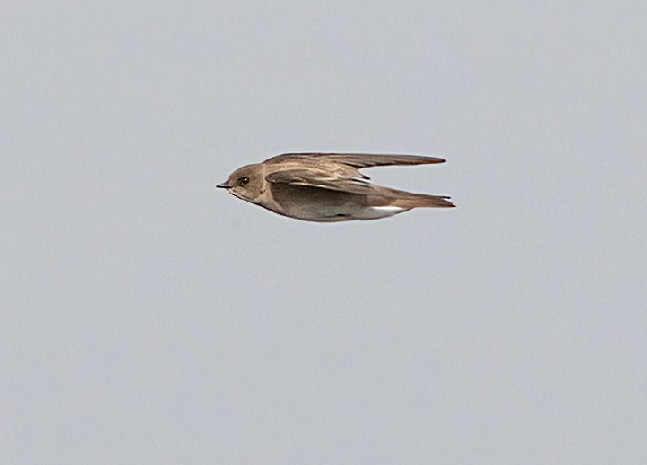 Northern Rough-winged Swallow - ML619989203