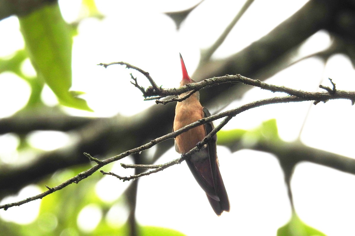 kolibřík ryšavý - ML619989206