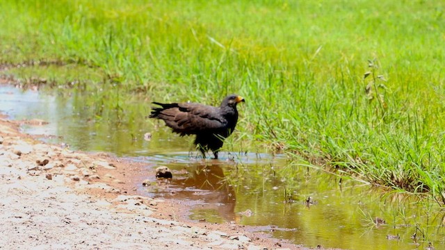 Krabbenbussard - ML619989214