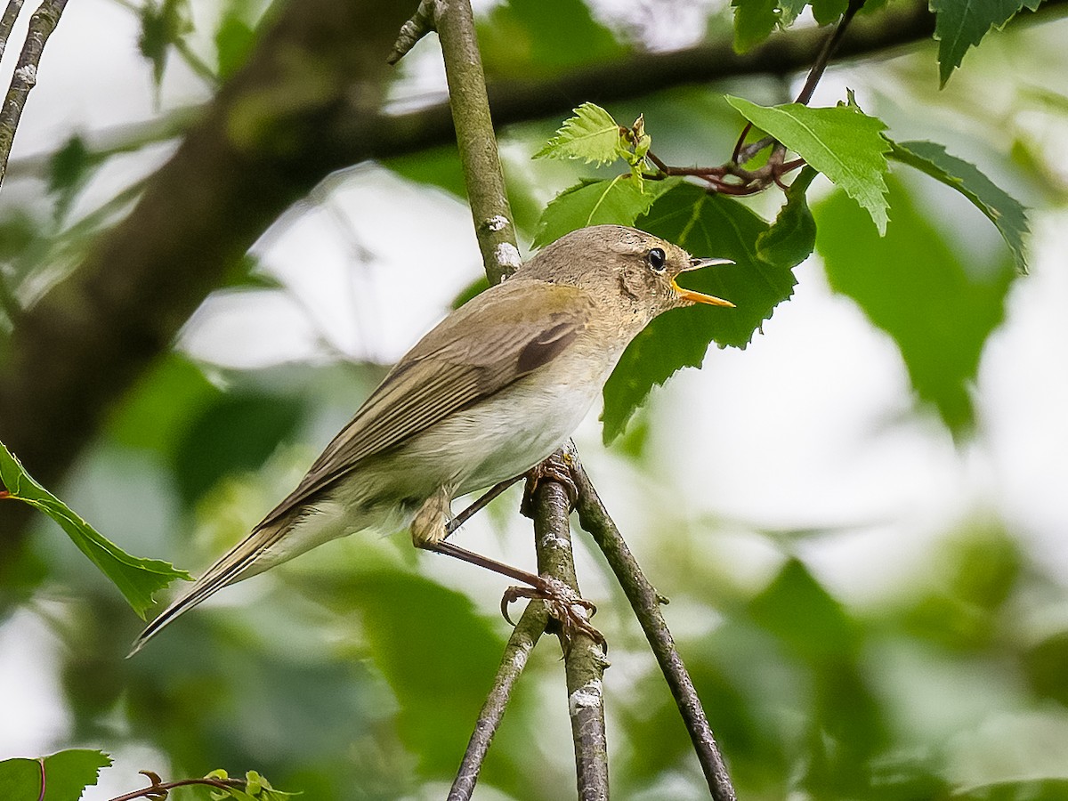 Willow Warbler - ML619989215