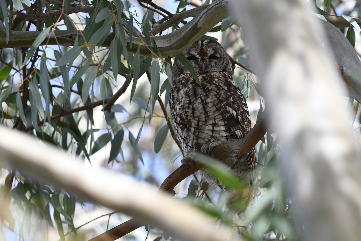 Tawny Owl - ML619989229