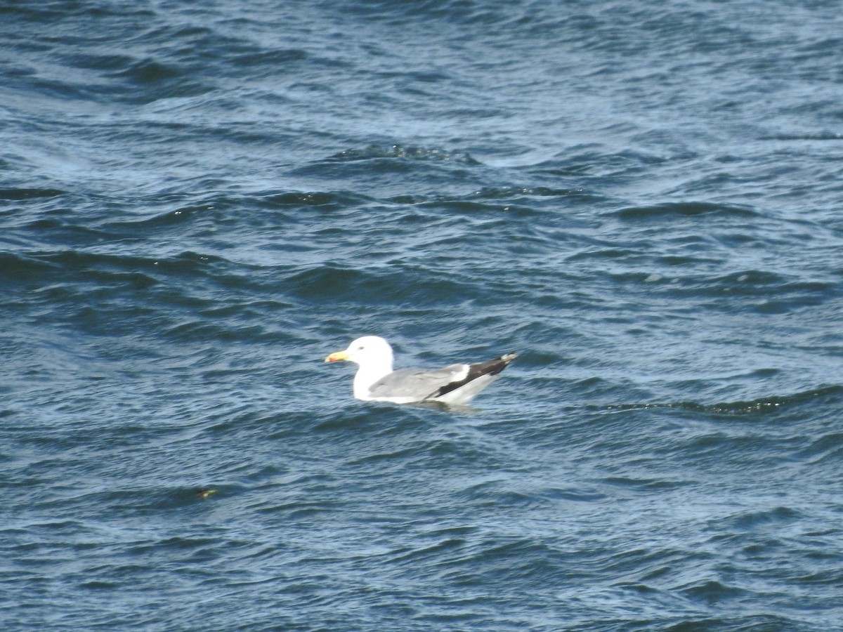 California Gull - ML619989236