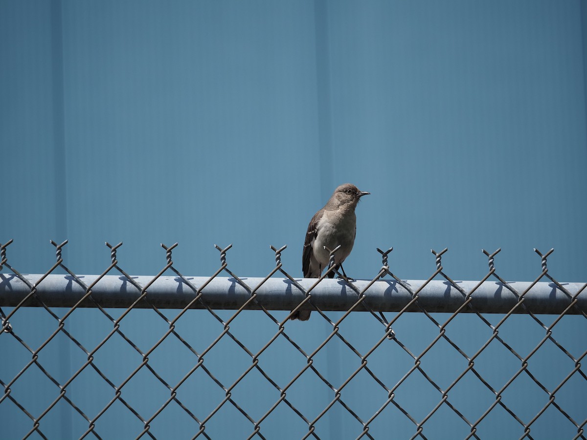 Northern Mockingbird - ML619989238