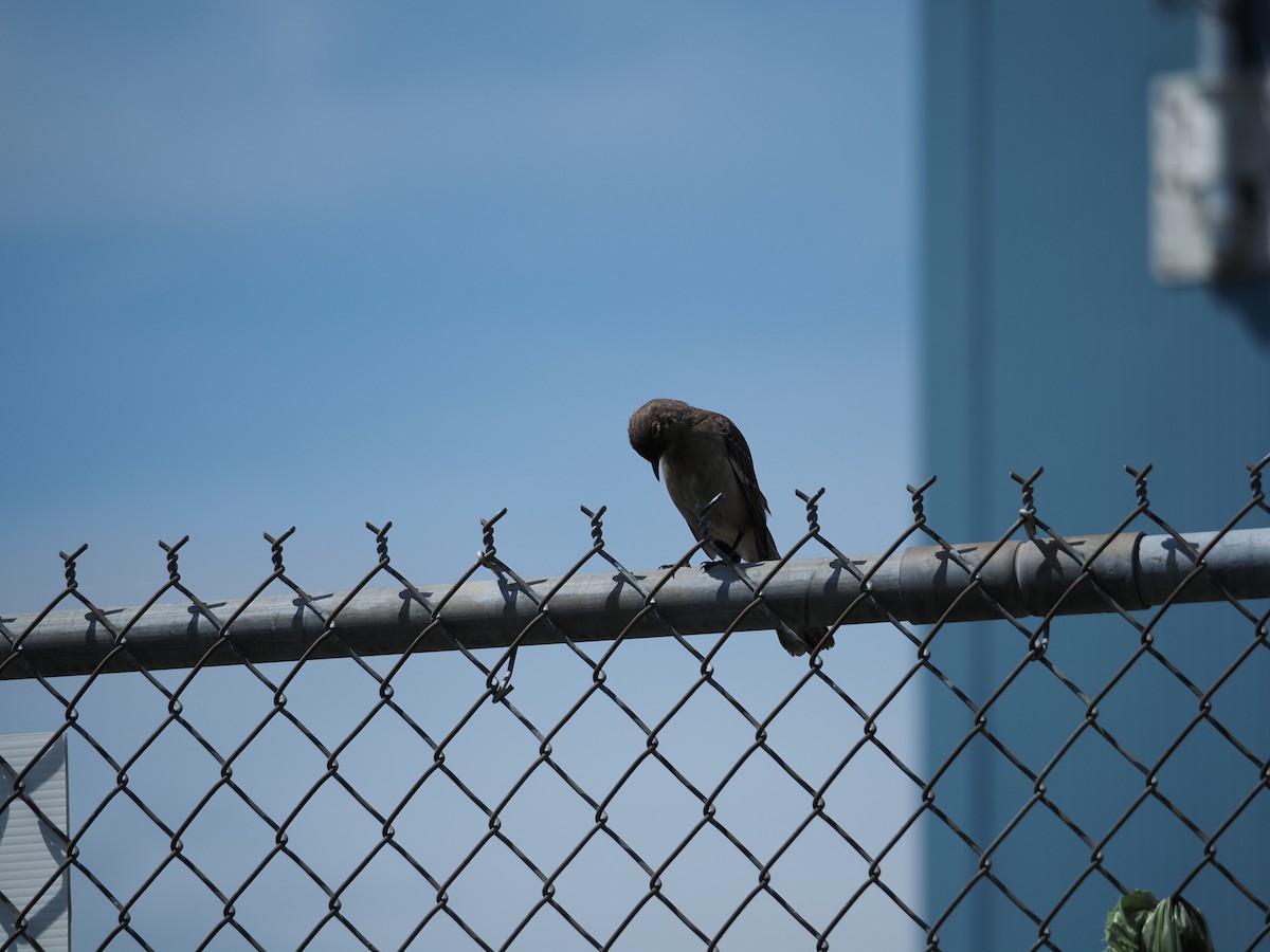 Northern Mockingbird - ML619989239