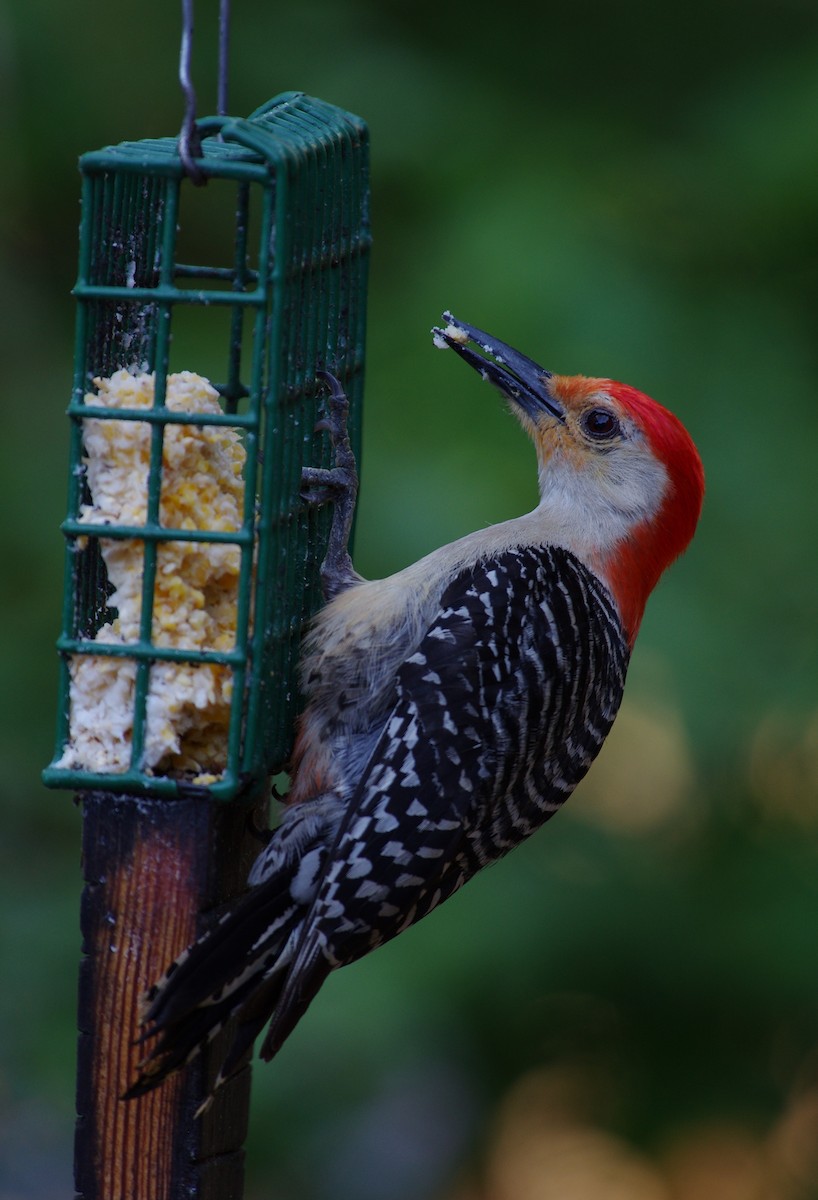 Red-bellied Woodpecker - ML619989251