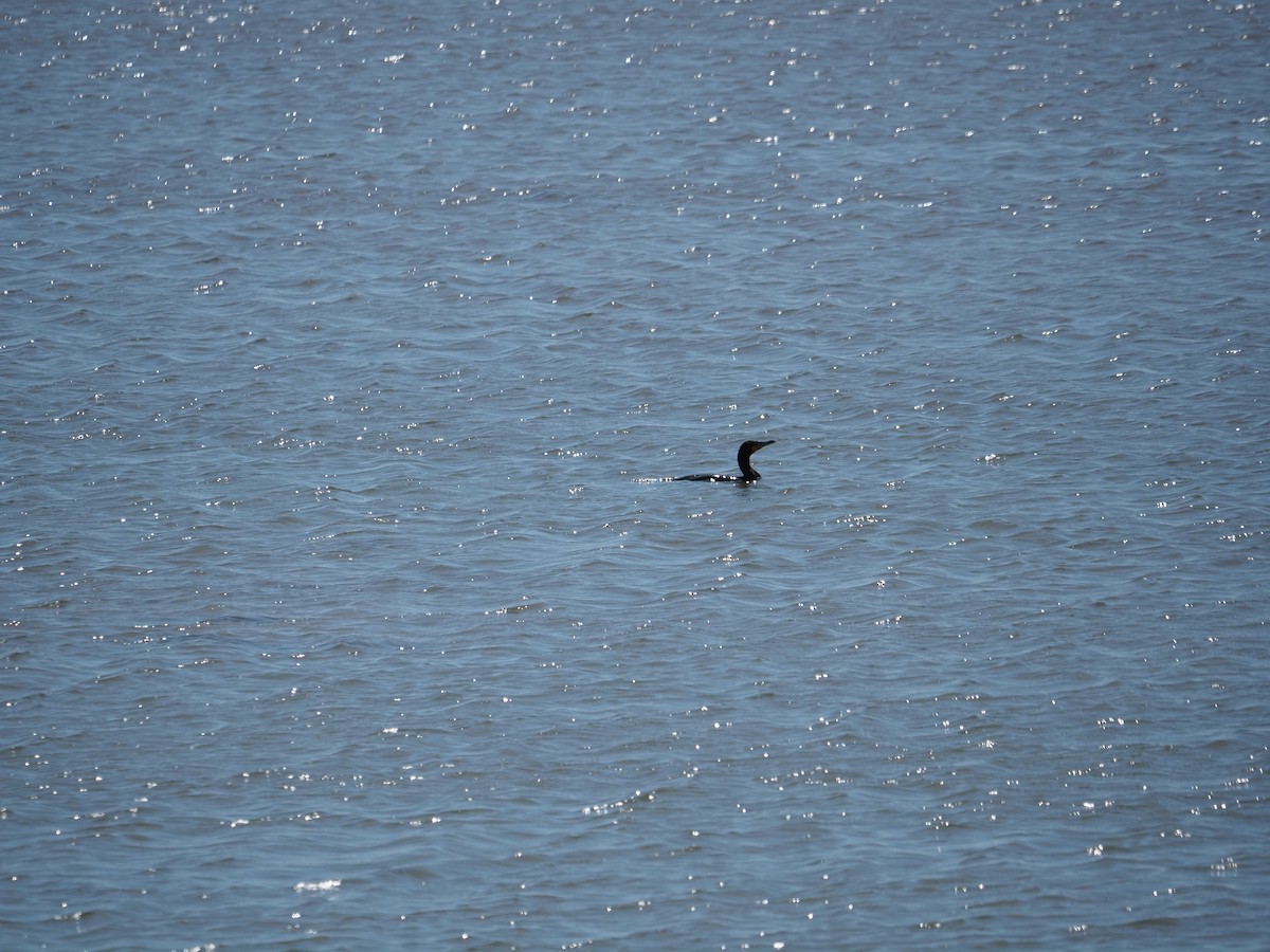 Double-crested Cormorant - ML619989254