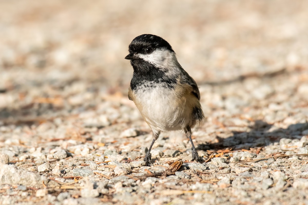 Black-capped Chickadee - ML619989256