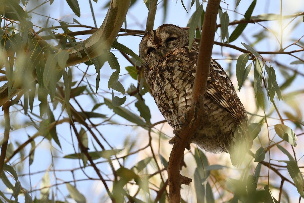 Tawny Owl - ML619989257