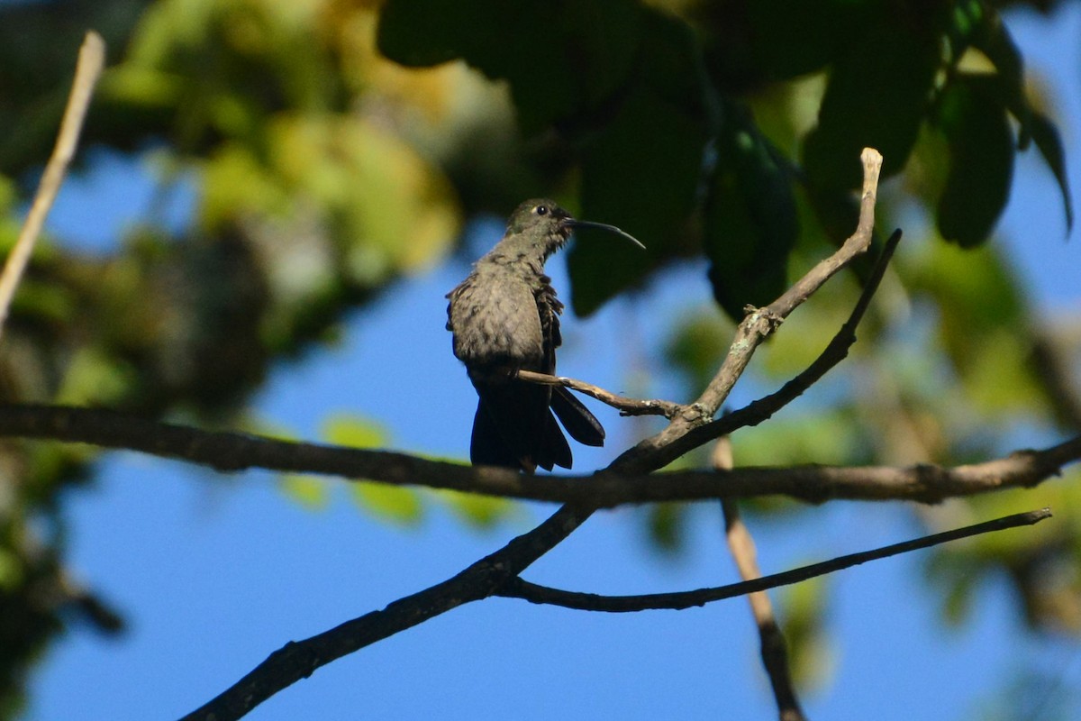 Sombre Hummingbird - ML619989260