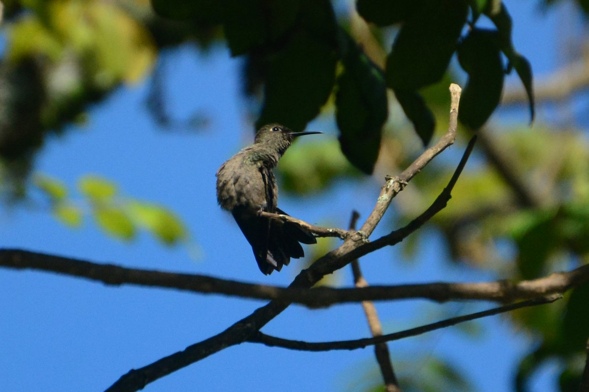 Sombre Hummingbird - ML619989261
