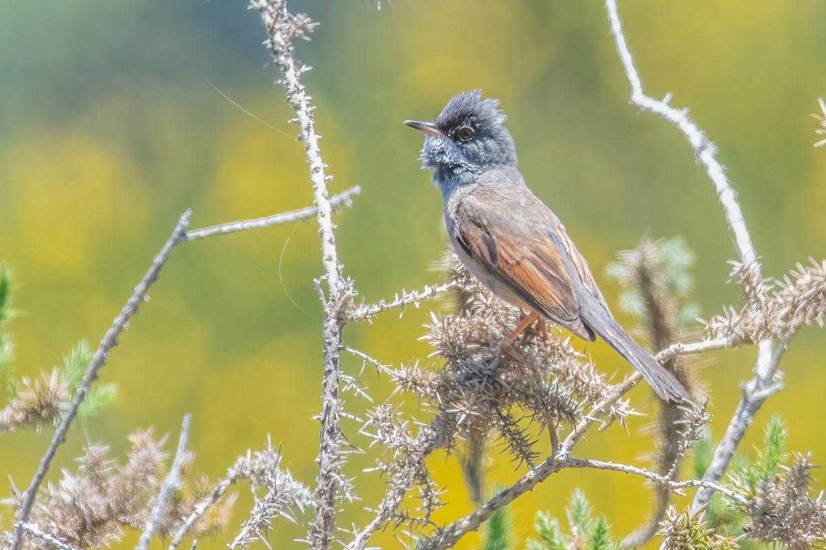 Spectacled Warbler - ML619989264